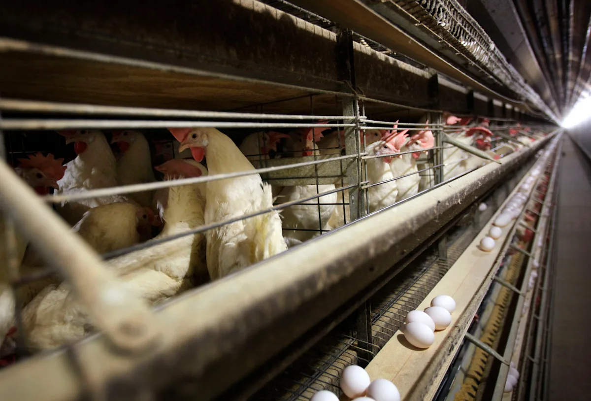 Iowa Egg Farm Culls 4.2 Million Chickens Due to Bird Flu Outbreak