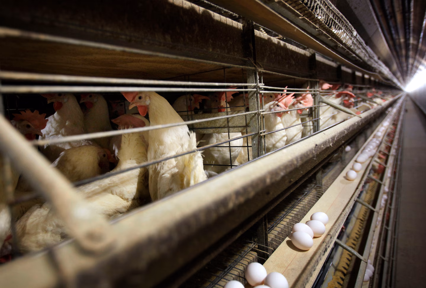 Three Colorado Poultry Workers Presumed Positive for Bird Flu