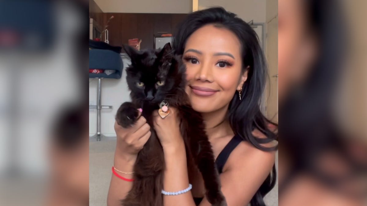 Featured image for Stray Cat's Miraculous Recovery: An Act of Love Beats Cancer