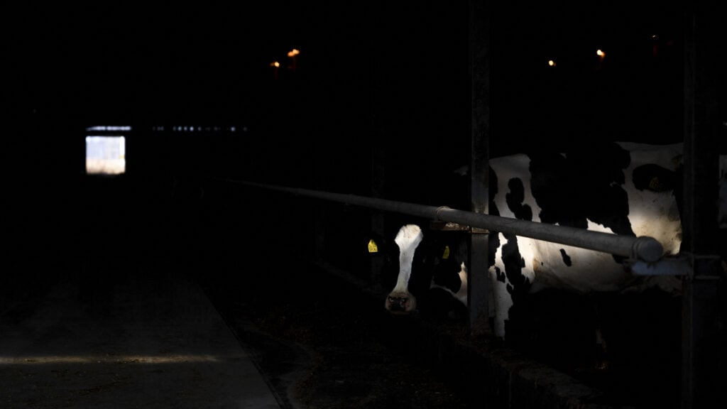 Featured image for Rising Concerns Over Mild U.S. Bird Flu Cases and Pandemic Risks