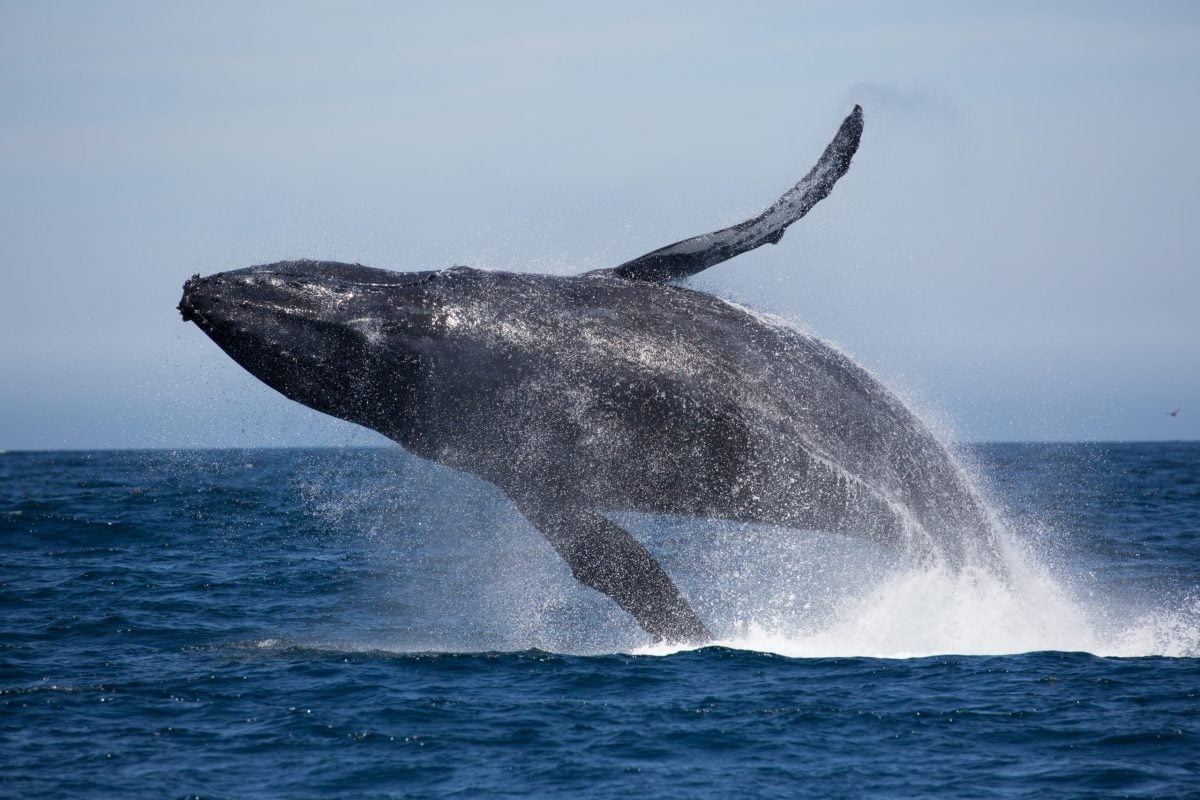 Featured image for "Whale-SETI: Scientists Achieve Groundbreaking Communication with Humpback Whales, Paving the Way for Alien Contact"