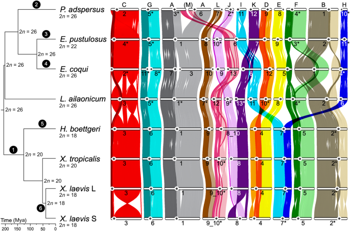 Featured image for "Slow Genome Evolution in Frogs Revealed by Conserved Chromatin and Repetitive Patterns"