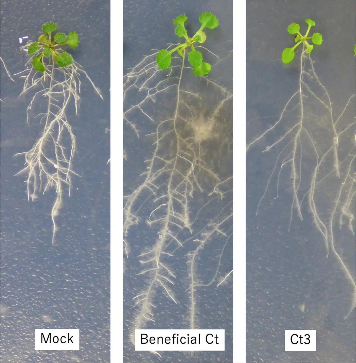 Unveiling the Genetic Switch: Transforming Harmful Fungi into Allies
