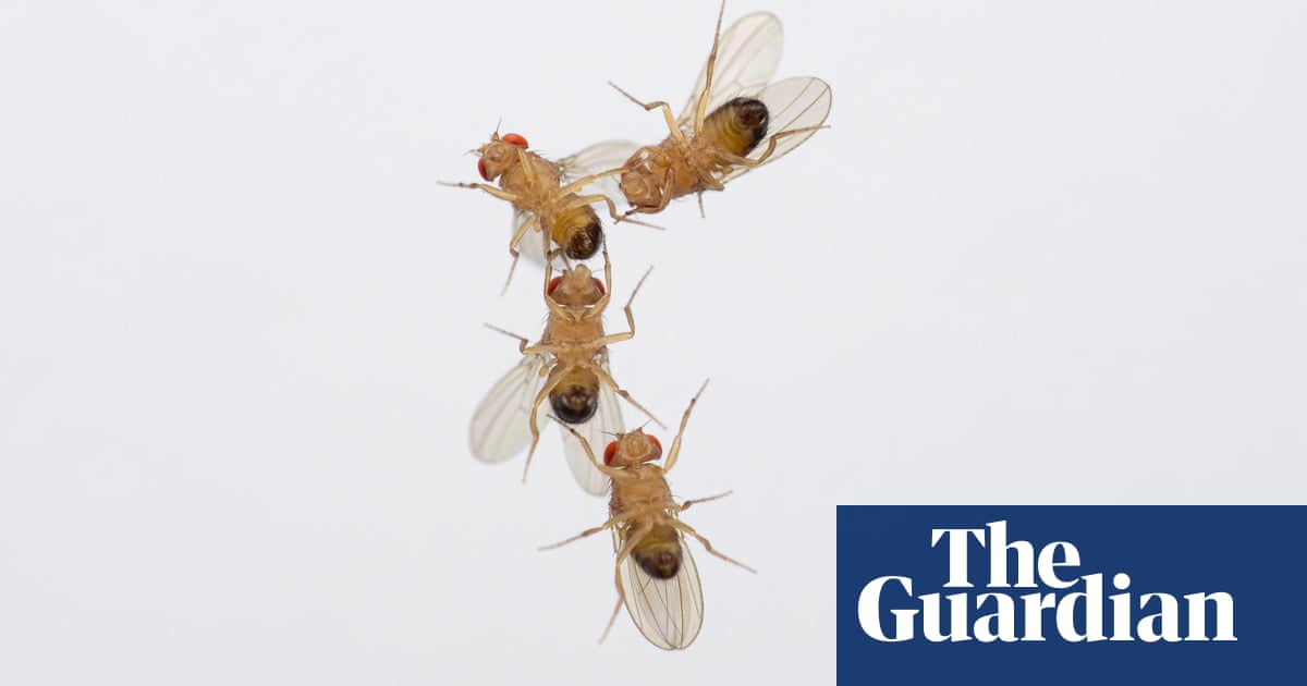 Exposure to Dead Flies Shortens Fruit Fly Lifespan, Study Shows