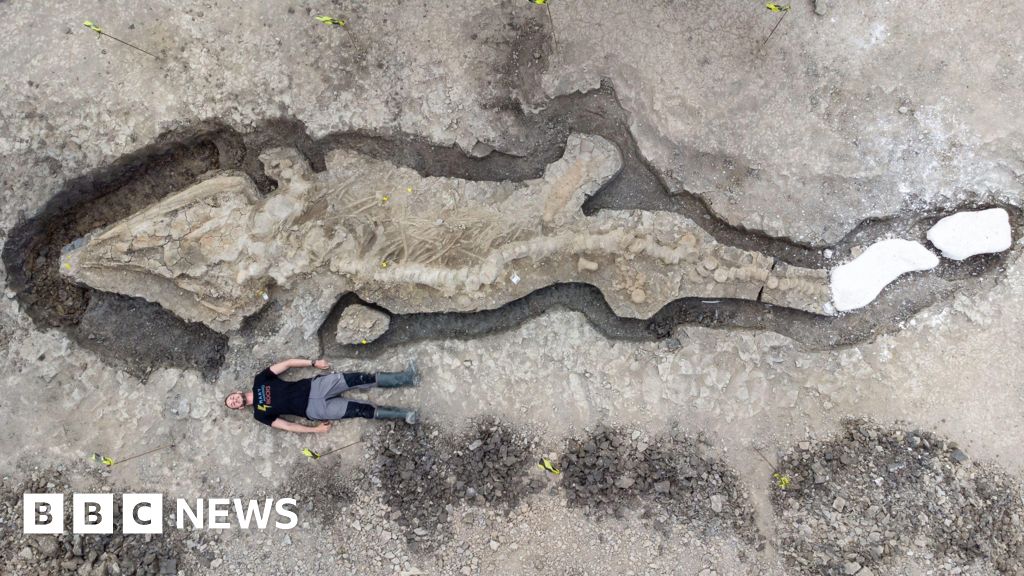 Featured image for Uncovering the Mystery of Sea Dragon Fossils in Leicestershire and Rutland