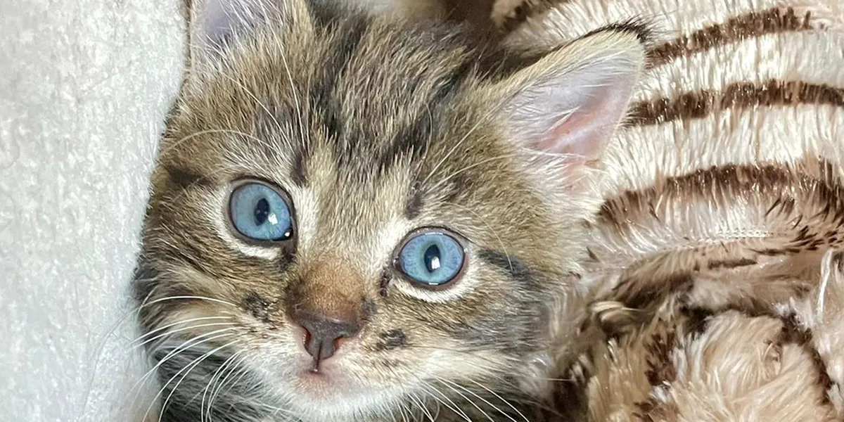 Featured image for "Uncovering the Enigmatic Connection Between Cats and Schizophrenia"