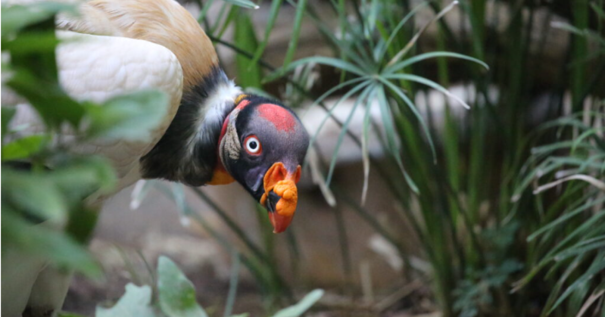 Featured image for Avian Flu Outbreak Hits Reid Park Zoo, Multiple Birds Test Positive