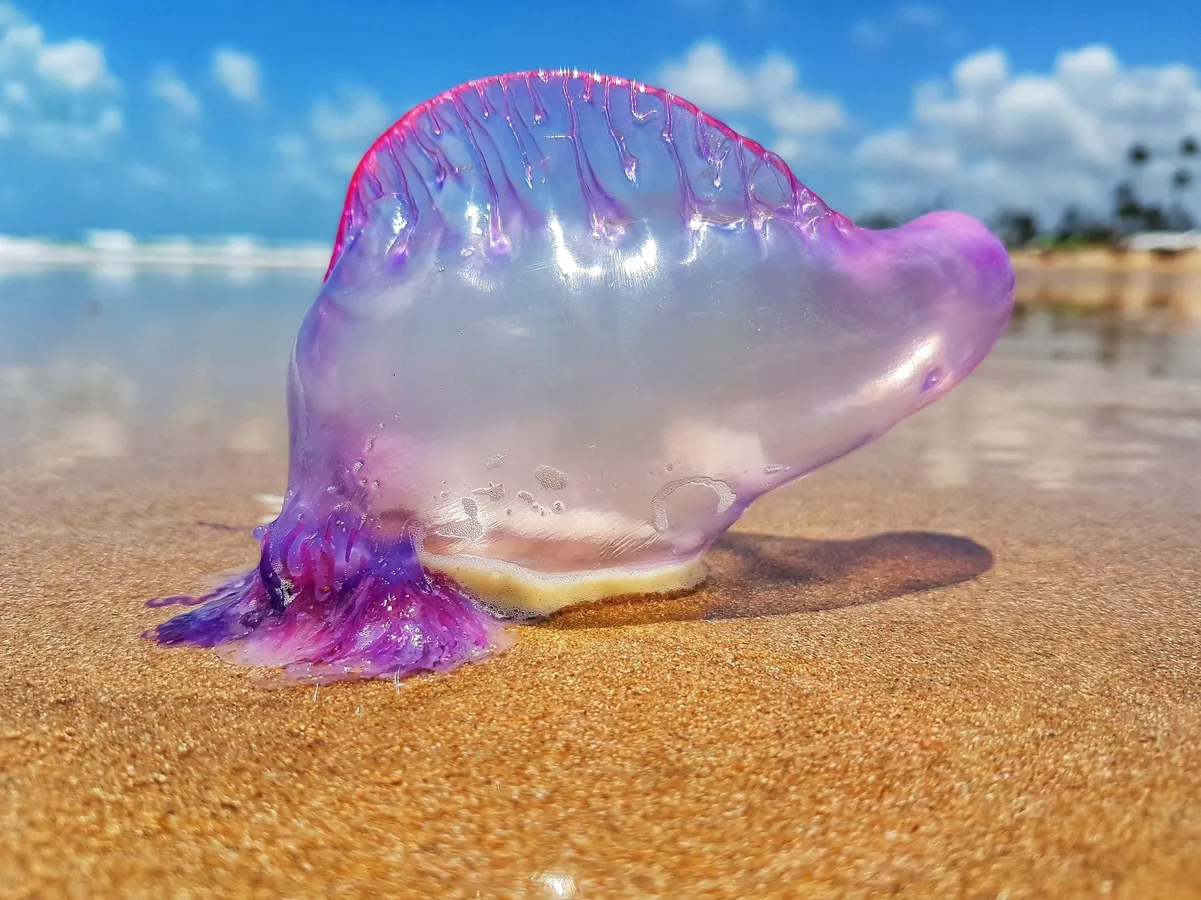 Featured image for Bluebottles and Portuguese Man of War Identified as Four Distinct Species