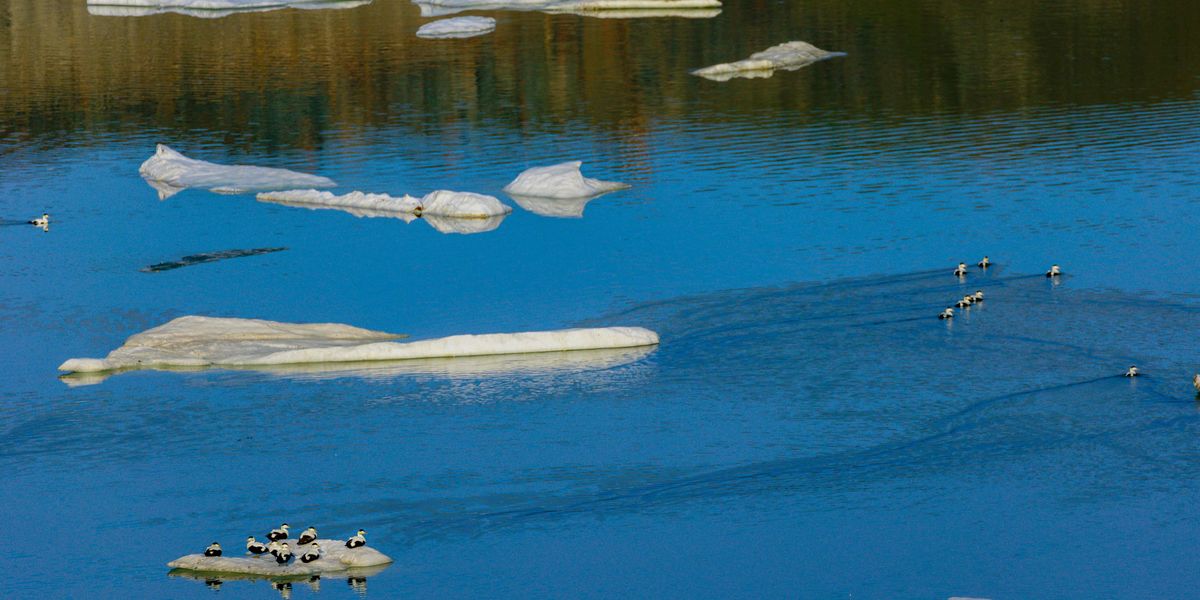 Scientists Silent on Distressing Ocean Warming Study.