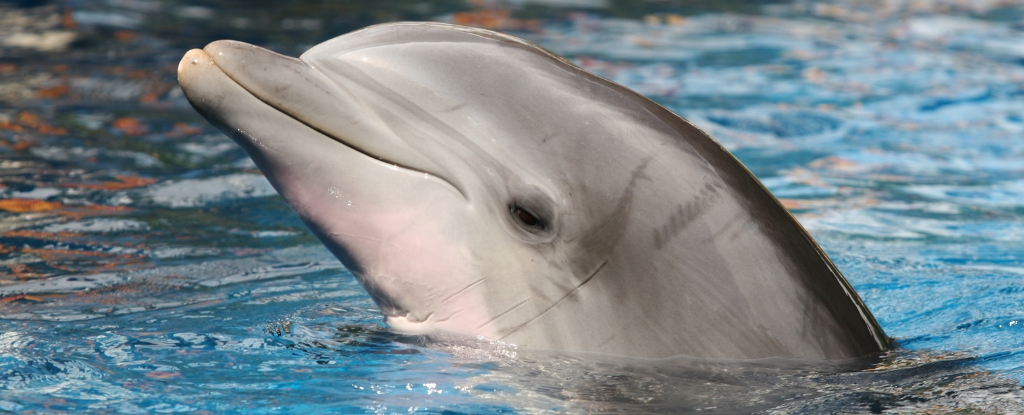 Featured image for Dolphins' Testicles vs. Human Chins: Which Is More Impressive?