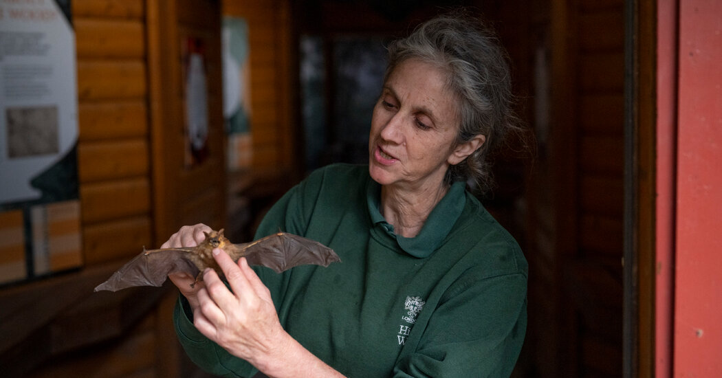 Featured image for North London's Bat Woman Describes Otherworldly Encounters