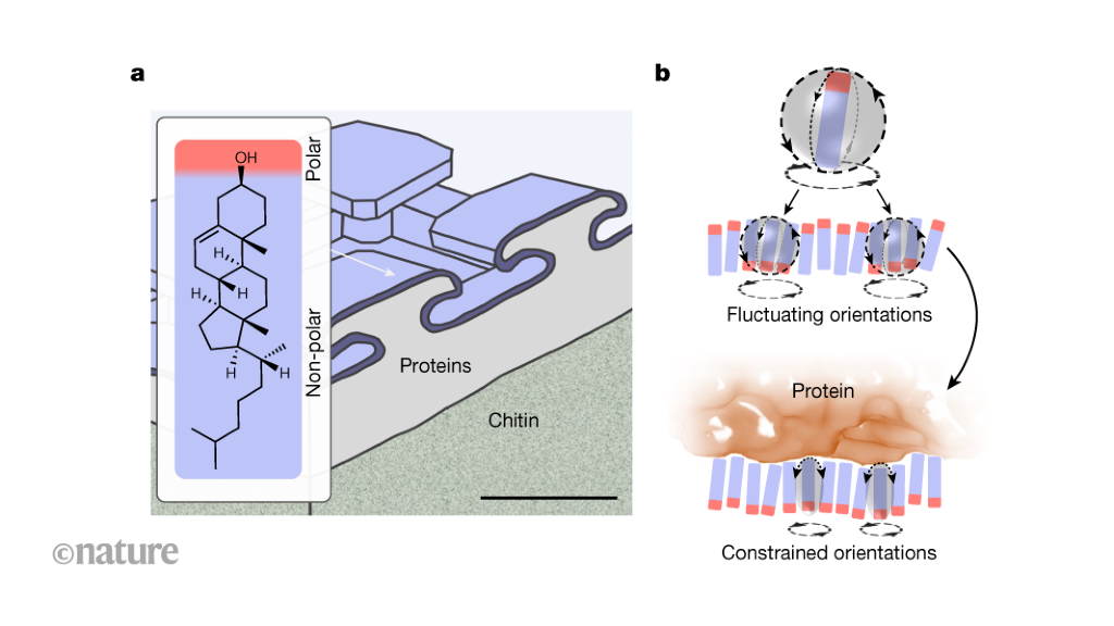 The Repulsive Power of Cholesterol-Containing Surfaces