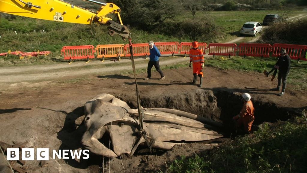 Featured image for Uncovering the Mystery of the Buried Whale's Head