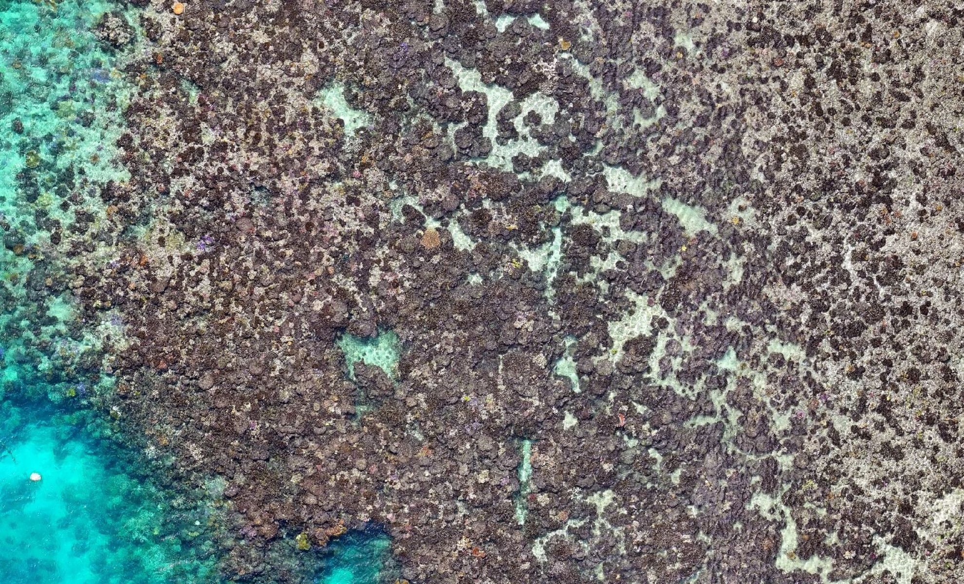 Featured image for Drone Surveys Show 92% Coral Loss on Great Barrier Reef