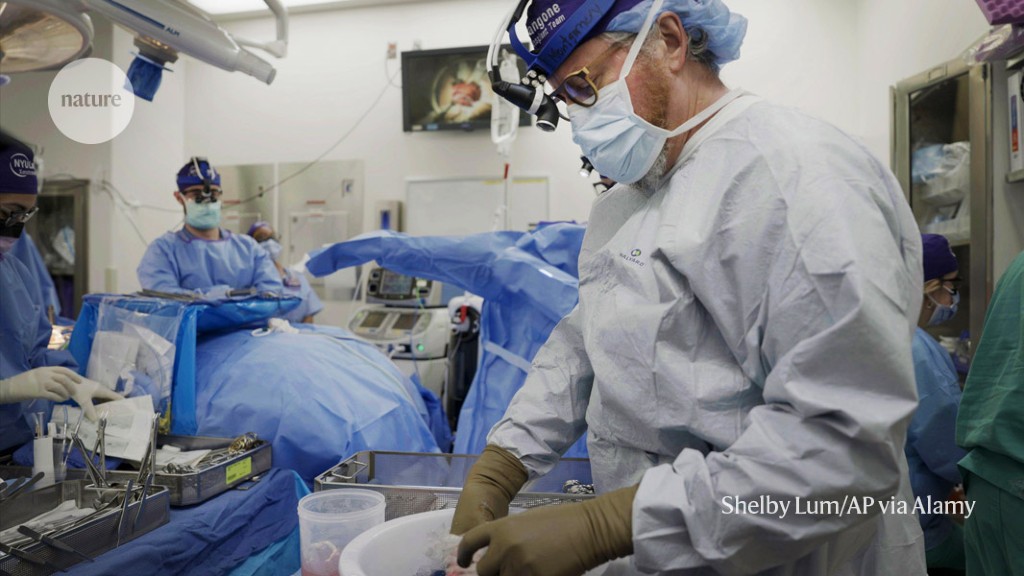 Featured image for "Gene-edited pig kidney transplant keeps monkey alive for over two years, offering hope for organ transplant patients"