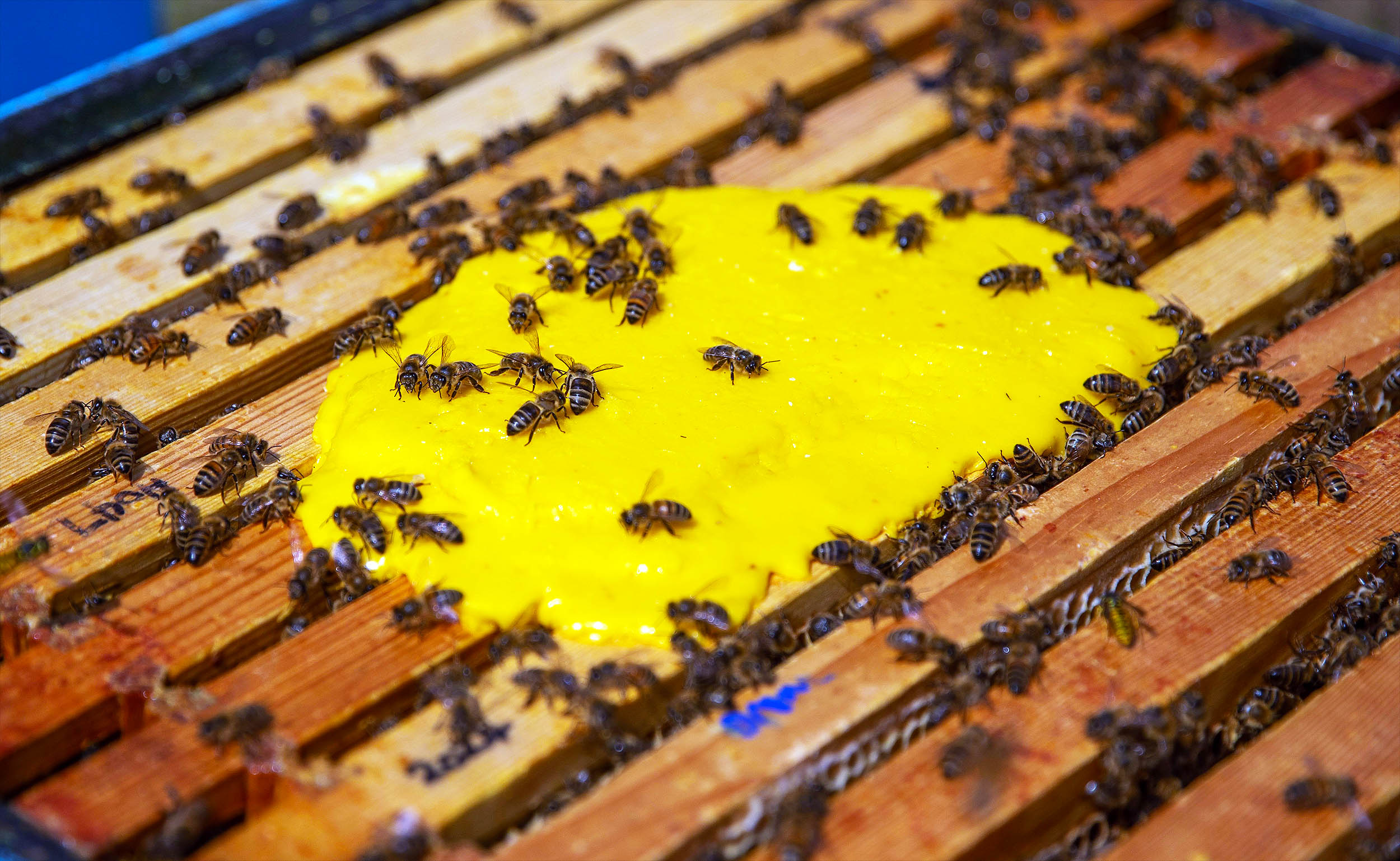 Featured image for Superfood Boosts Honeybee Conservation and Global Health
