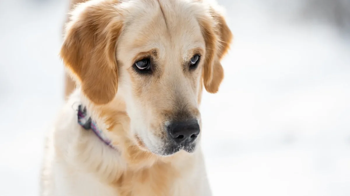 Featured image for Golden Retriever's Guilty Look Reveals All