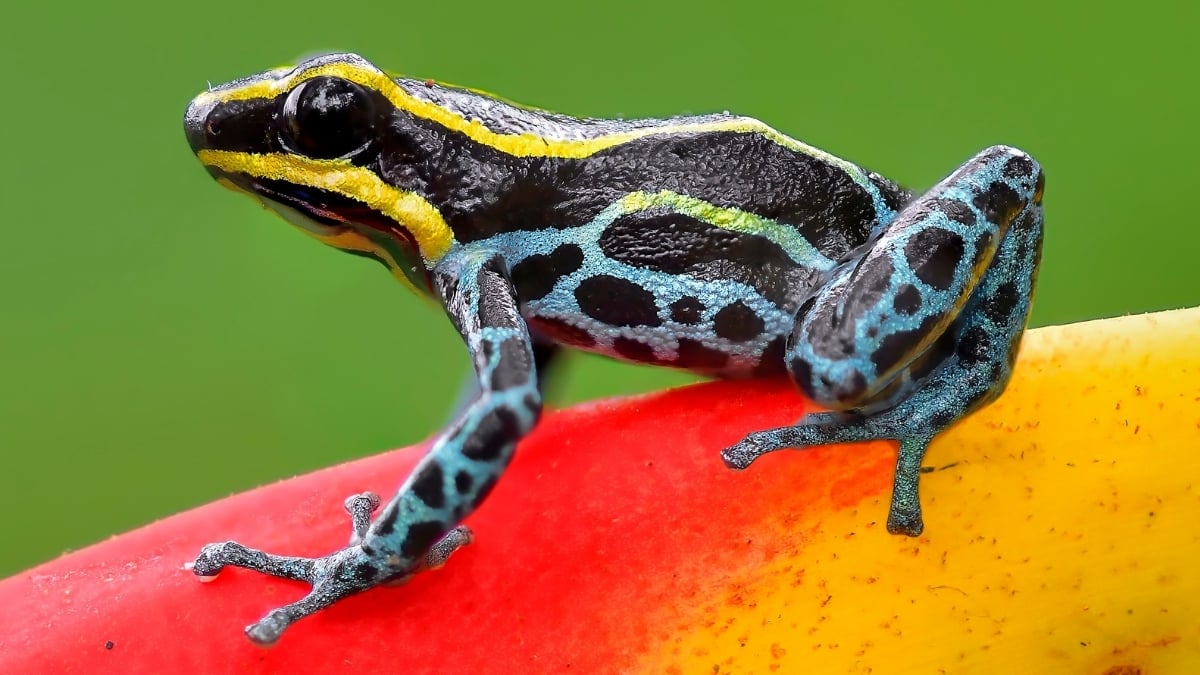 Featured image for Snakes Remove Poison from Frogs in Nature's Toxic Battle