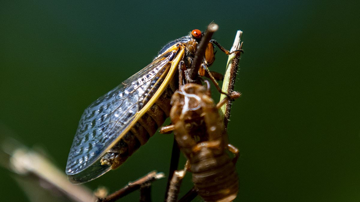 Featured image for "2024 Cicada Emergence: Hotspots, Timing, and Impact on 16 States"