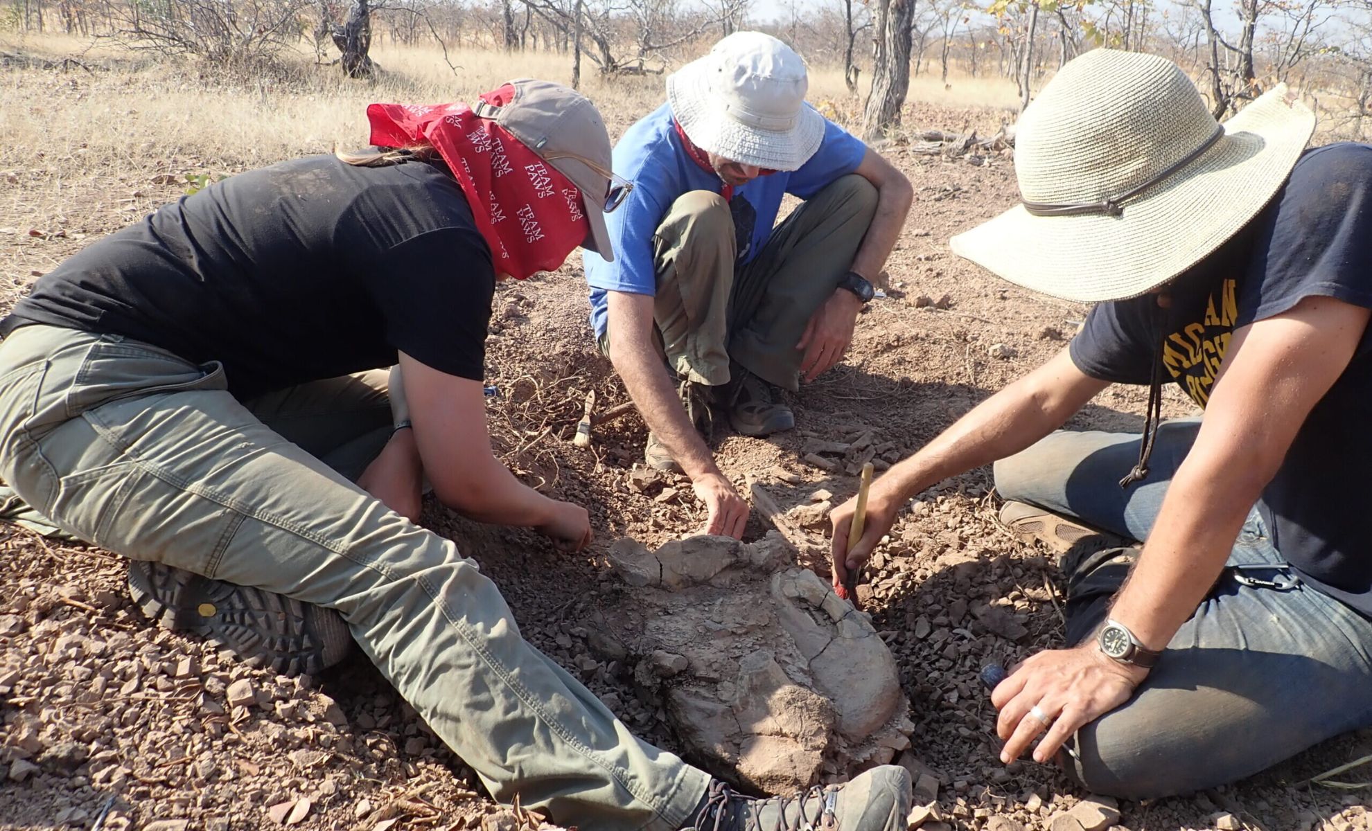 Featured image for African Fossil Discoveries Reveal Insights into Earth's Largest Mass Extinction