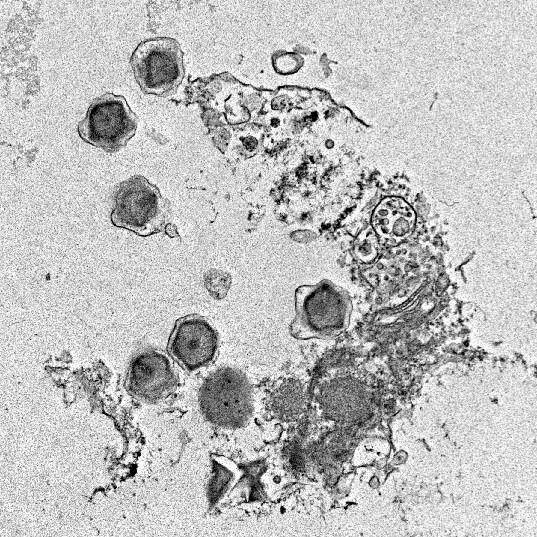 Featured image for Scientists Discover 230 New Giant Viruses Impacting Ocean Ecosystems