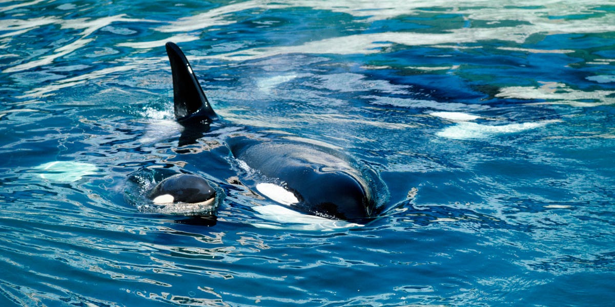 Featured image for The Dark Side of Killer Whales: Sadistic Attacks on Boats and Humans.