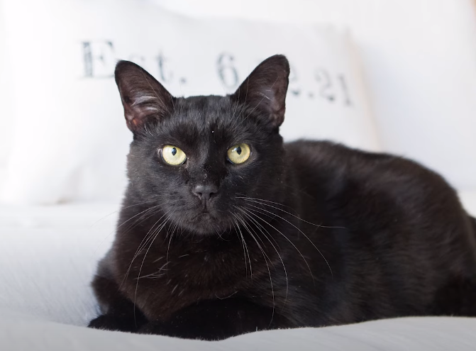 Featured image for Heartwarming Feline Triumph: Cat Rescued from Sofa Bed Captivates All