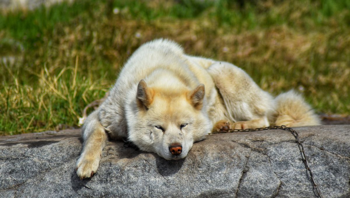 Featured image for Greenland Sled Dogs Reveal 1,000 Years of Arctic and Human History