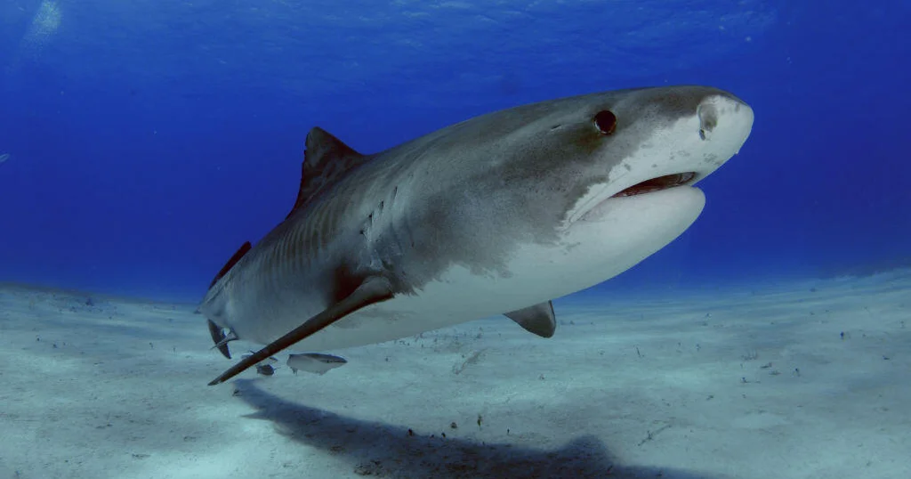 Featured image for U.S. Tourist Attacked by Shark While Spearfishing in Bahamas