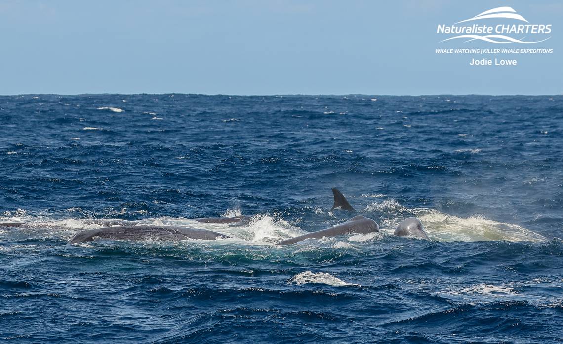 Featured image for "Sperm Whales' Epic 'Poop Attack' Against Orcas Caught on Rare Video"
