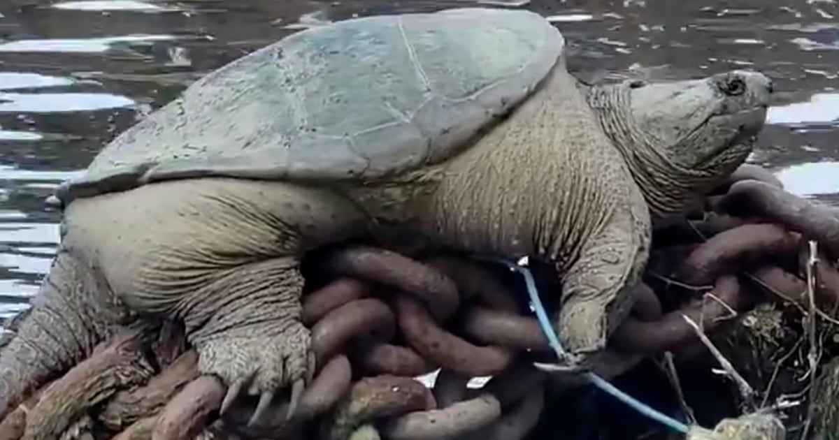 'Chonkosaurus': The Viral Giant Snapping Turtle of Chicago River