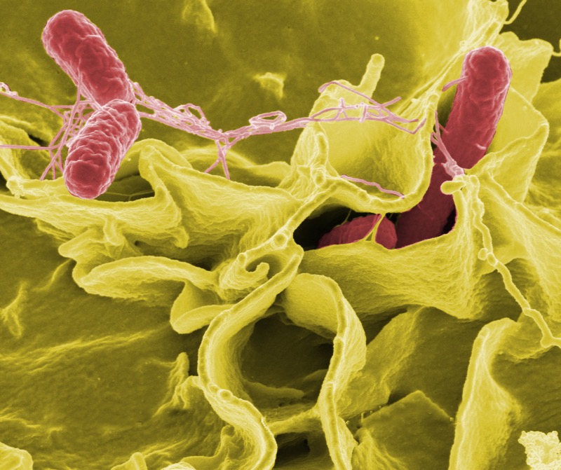 Gold Medal Flour Recalled for Salmonella Contamination