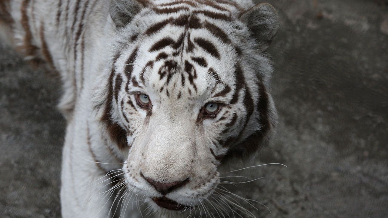 Virginia Zoo Under Investigation: Tiger Euthanized and Over 100 Animals Seized