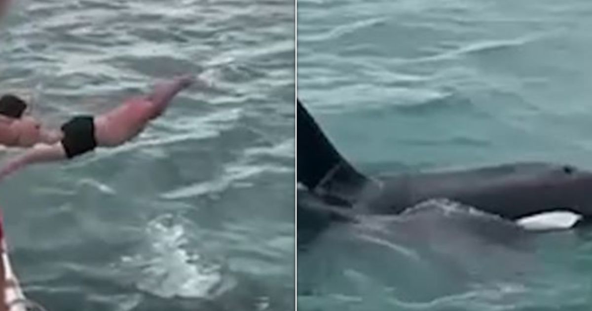 Featured image for New Zealand Man Fined $600 for Attempting to Body Slam Orca