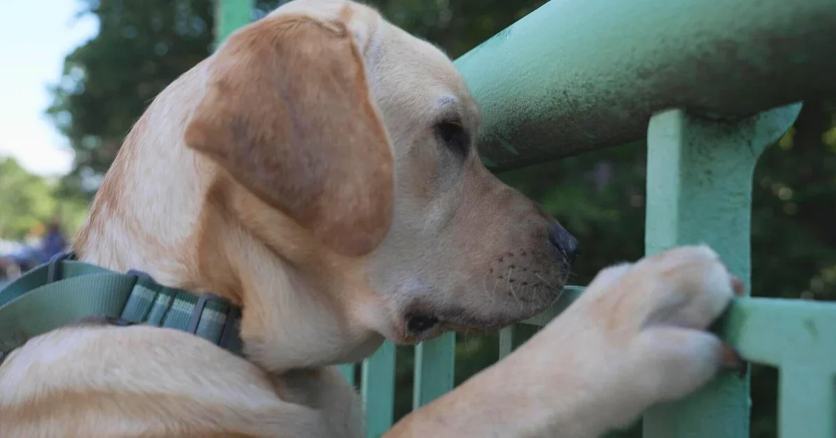 Canine Clues to Human Longevity: What Dog Brains Reveal About Aging