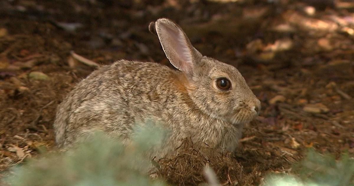 Minnesota Warns Cat Owners of Rising Tularemia Cases