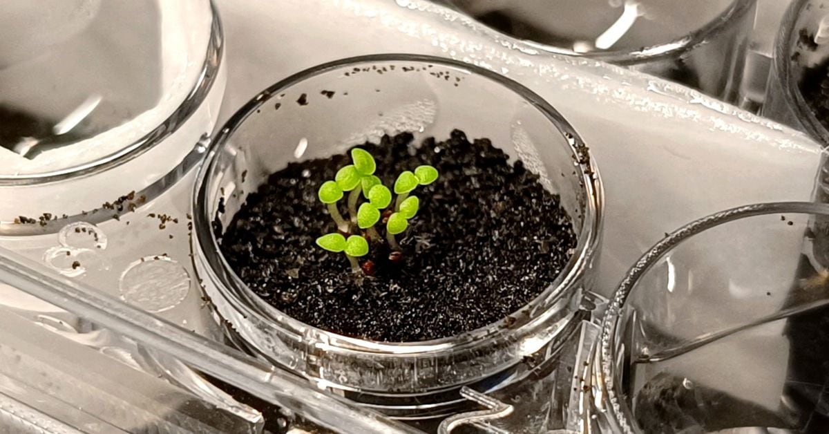 Featured image for Unlocking Lunar Agriculture: Harnessing Bacteria to Transform Moon Soil for Crop Growth