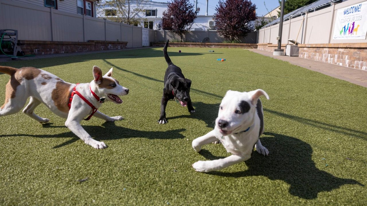 Featured image for Understanding Canine Parvovirus: A Guide for Puppy Owners.