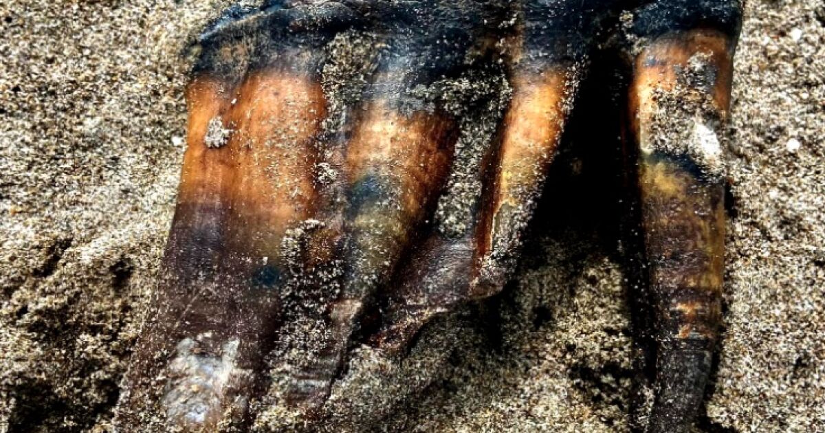 Mastodon tooth discovered on Santa Cruz beach donated to museum.