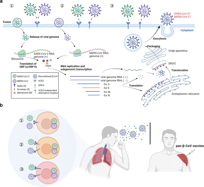 Featured image for "New findings on SARS-CoV-2: from potential recombination to host-directed drug targets and protective immunity"