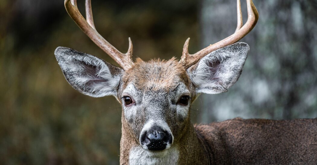 Featured image for Unveiling the Elusive World of Deer