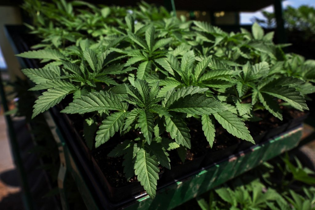 "Potential Shift in U.S. Drug Policy as Marijuana Reclassification Looms"