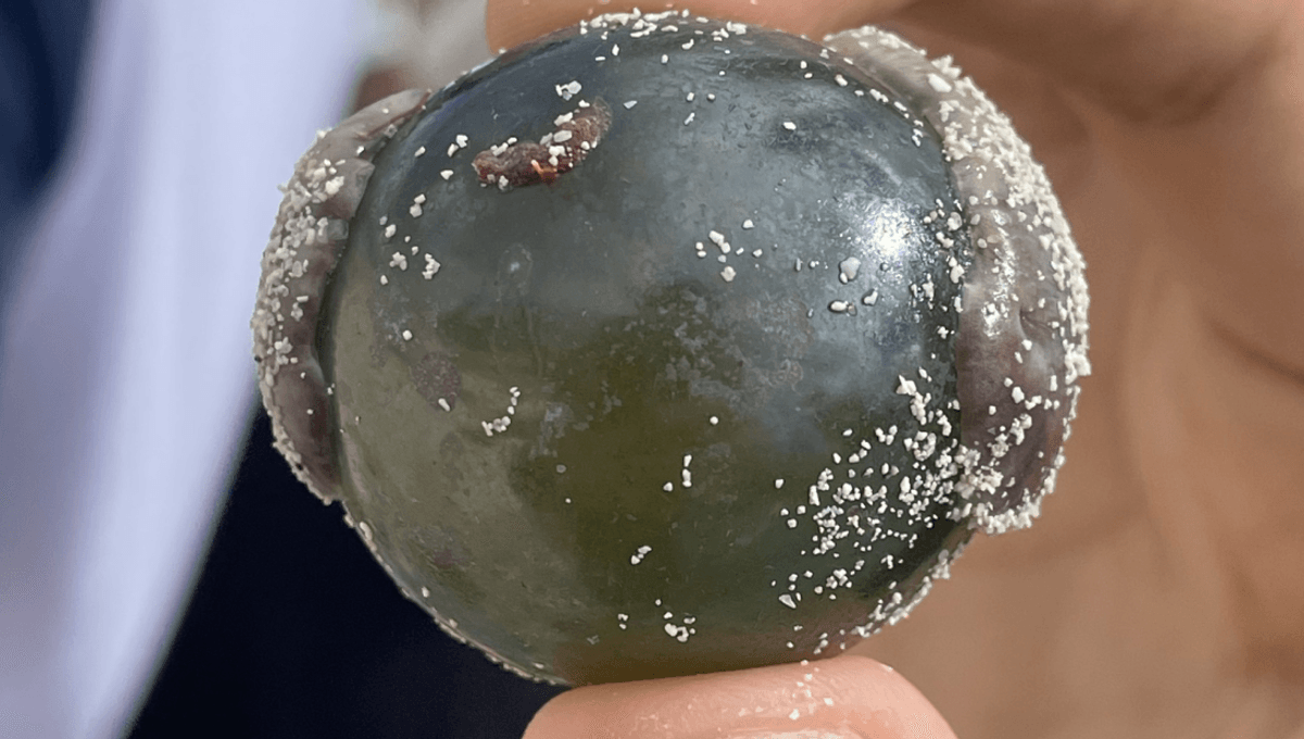 Featured image for Giant "Sailor's Eyeball" Blob: Earth's Largest Single-Celled Organism