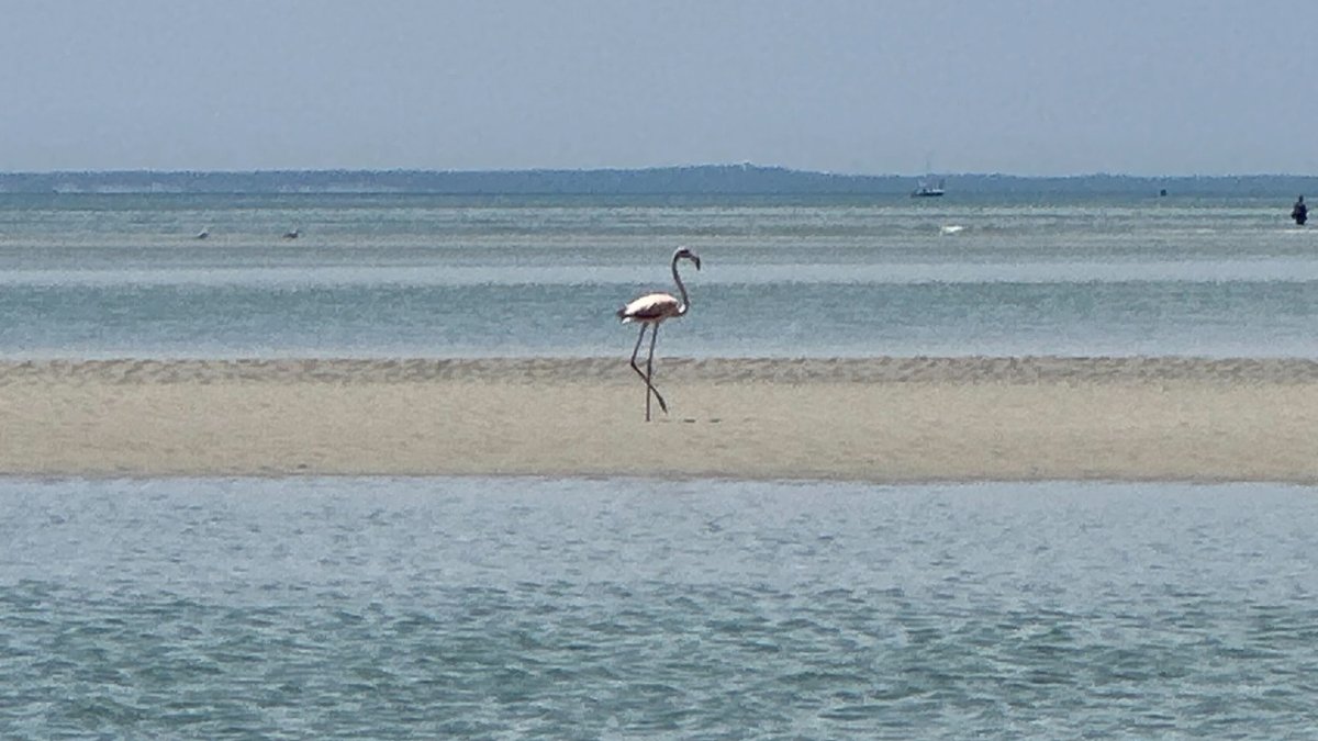 Featured image for Rare Flamingo Sighting on Cape Cod Excites Bird-Watchers