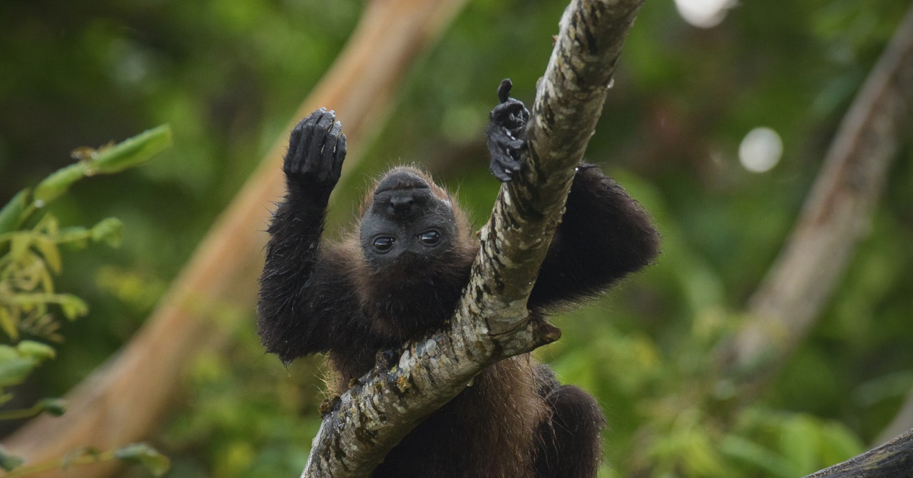 "Extreme Heat in Mexico Causes Monkeys to Fall from Trees"