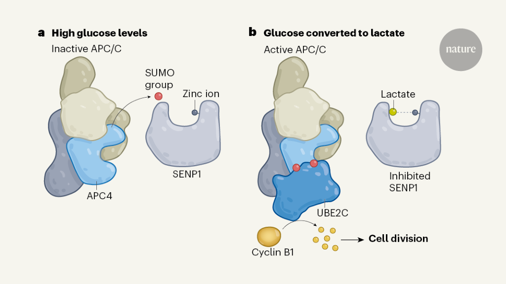 Featured image for Cracking the Cancer Code: Deciphering Metabolic Language.