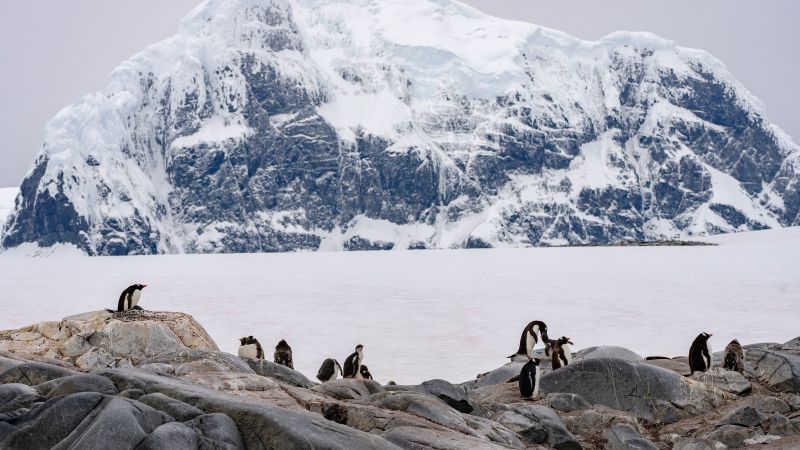 Lessons from Adapting Penguins: Protecting Antarctic Colonies from Bird Flu.