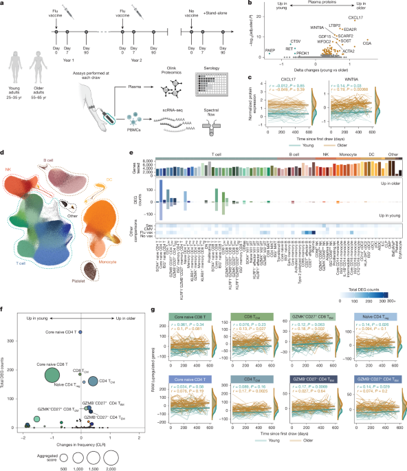 Featured image for Unveiling Age-Related Changes in Immune Function Through Multi-Omic and Single-Cell Analyses