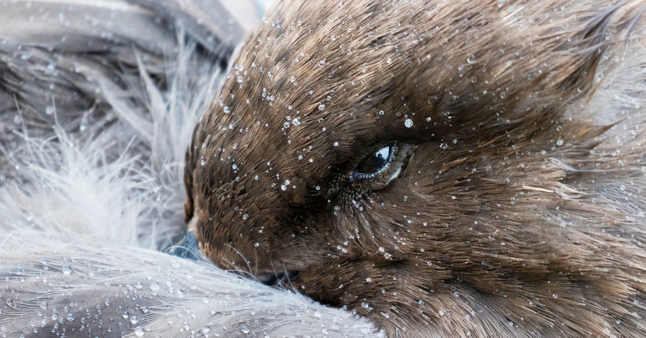 Antarctica's Ecosystem Threatened as Bird Flu Reaches the Continent