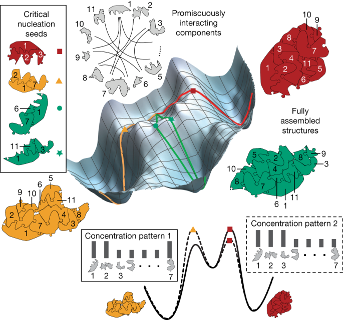 Featured image for "DNA-Based Pattern Recognition in Non-Equilibrium Self-Assembly Kinetics"